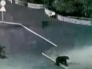 В Северо-Курильске отстрелили медведя, устраивавшего вылазки в город