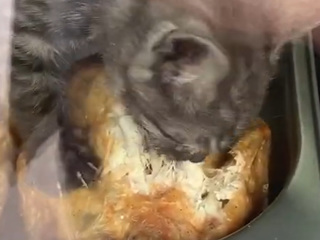 Котенок полакомился курицей в киоске и нашел хозяев. Видео