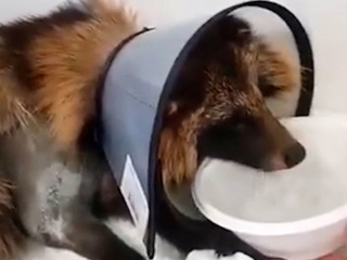 Малыша енотовидной собаки с тремя переломами прооперировали в Москве