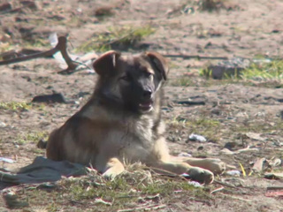 Покусала лицо: бродячая собака напала на мальчика в Казани