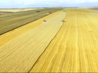 В Иркутской области подсчитали собранный урожай