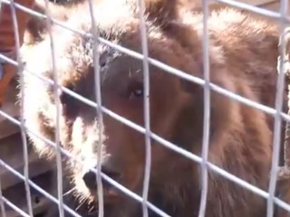 Осетинские полицейские спасли медвежонка и взяли над ним шефство