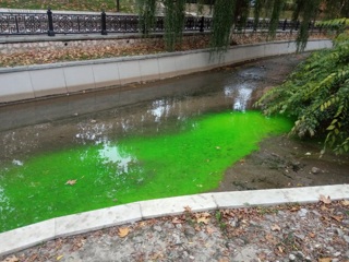 В центре Симферополя течет ядовито-зеленая река