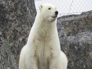 Северный владыка: Диксон вновь посетил белый медведь