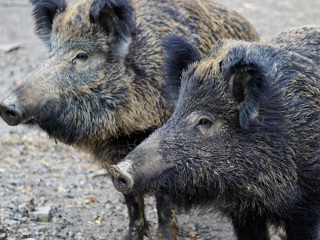 Свинское поведение: кабан-дебошир разнес заправку в Феодосии