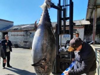 Вес четырех мужчин: у берегов Приморья выловили тунца-гиганта