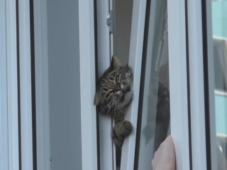 Прохожие спасли застрявшего кота в Омске. Видео