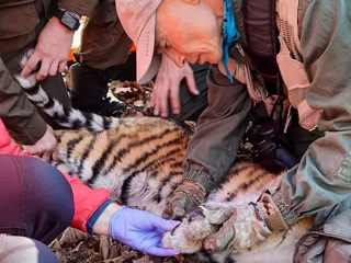 В Приморье спасли тигренка, угодившего в браконьерский капкан
