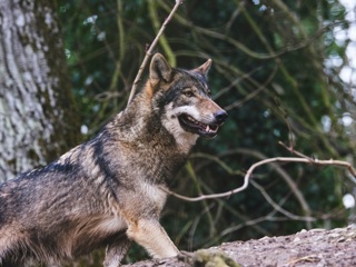 В Вологодской области отбили собаку у голодного волка
