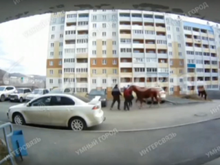 В Челябинской области агрессивная лошадь напала на людей