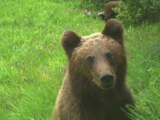 Красноярский медвежонок снял ролик про свою семью