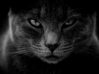 Все кошки – психопаты: открытие ученых