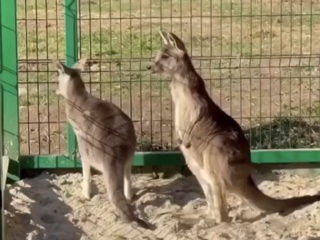 Зита, Гита, Фифа, Фаня: в Ростовском зоопарке ищут имена для кенгуру