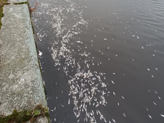 В Росприроднадзоре подтвердили замор рыбы в канале Санкт-Петербурга