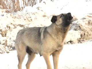 После расправы над собакой в Люберцах возбуждено уголовное дело