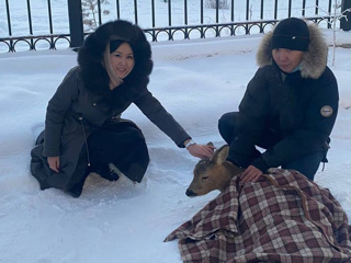 Застряла в заборе: в Якутске сотрудники детского сада спасли косулю