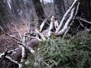 Костромич пилил дерево и случайно убил знакомого