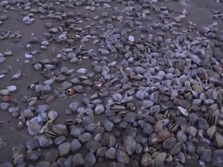 На берег Охотского моря выбросило настоящий деликатес