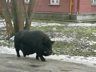 Огромная черная свинья с клыками разгуливает по улицам Костромы