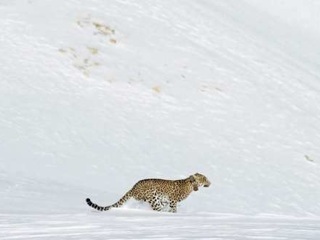 На Кавказе создают программу по восстановлению популяции леопарда