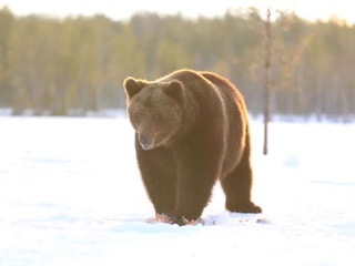 В красноярской тайге на охотника напал медведь