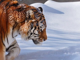 Браконьеры застрелили амурского тигра в Приморье