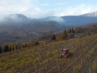 Виноделы Крыма будут получать 500 млн рублей ежегодно