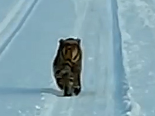 В Хабаровском крае амурский тигренок был замечен на дороге