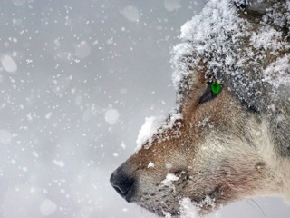 Вышли из леса: жители Новгородской области опасаются голодных волков