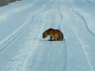 Охотнадзор начал отлов тигренка-сироты в Хабаровском крае