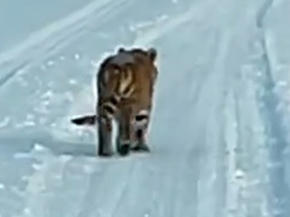 В Хабаровском крае отлавливают одинокого тигренка