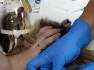 В Перми кота три месяца лечили от коронавируса