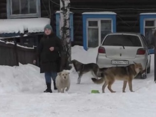 Пес напал на журналиста во время съемки сюжета о бездомных собаках