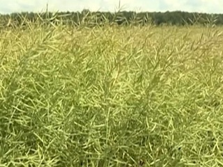 На Орловщине установлен рекорд по производству масличных культур