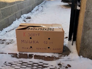 Жительница Мулеуза оставила пожилую кошку в коробке на морозе
