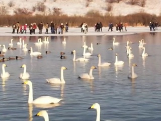 Лед лебединого озера в Алтайском крае не выдержал зрителей