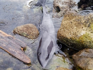В Севастополе волонтеры пытаются спасти больного дельфина