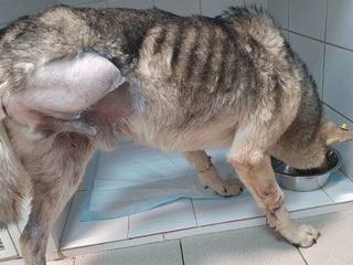 В Челябинске вылечили собаку, которой неизвестные повредили лапу