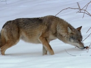 В Смоленске ветеринары спасли собаку, на которую напали волки