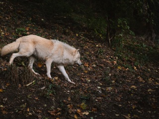 Волки уже несколько недель держат в страхе жителей Вологодской области