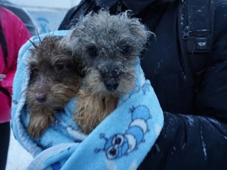 Все собаки, обнаруженные в квартире в Тольятти, спасены