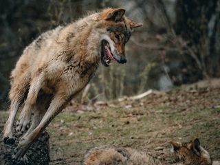 Волки продолжают запугивать жителей Вологодской области