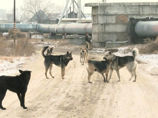Глава Свердловской области дал две недели на отлов бездомных собак