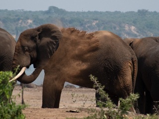 Фотографировавший семью слонов турист погиб в нацпарке Уганды