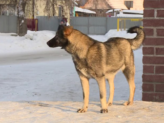 Алтайские депутаты внесут в Госдуму предложения по проблеме бродячих собак