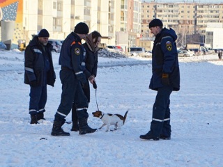 В Челябинске спасатели вызволили из канализации породистую собаку