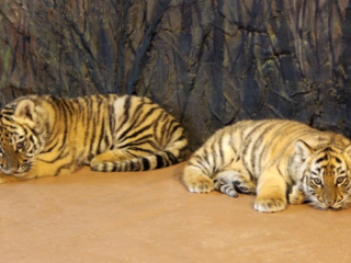 Тигрятам, родившимся в нижегородском зоопарке, выбирают имена