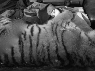 Полицейский насмерть сбил амурского тигра в Приморье
