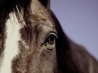 3-летний мальчик погиб от удара копытом лошади в Якутии