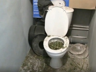 Уральский наркодилер засорил канализацию коноплей, спасаясь от полиции